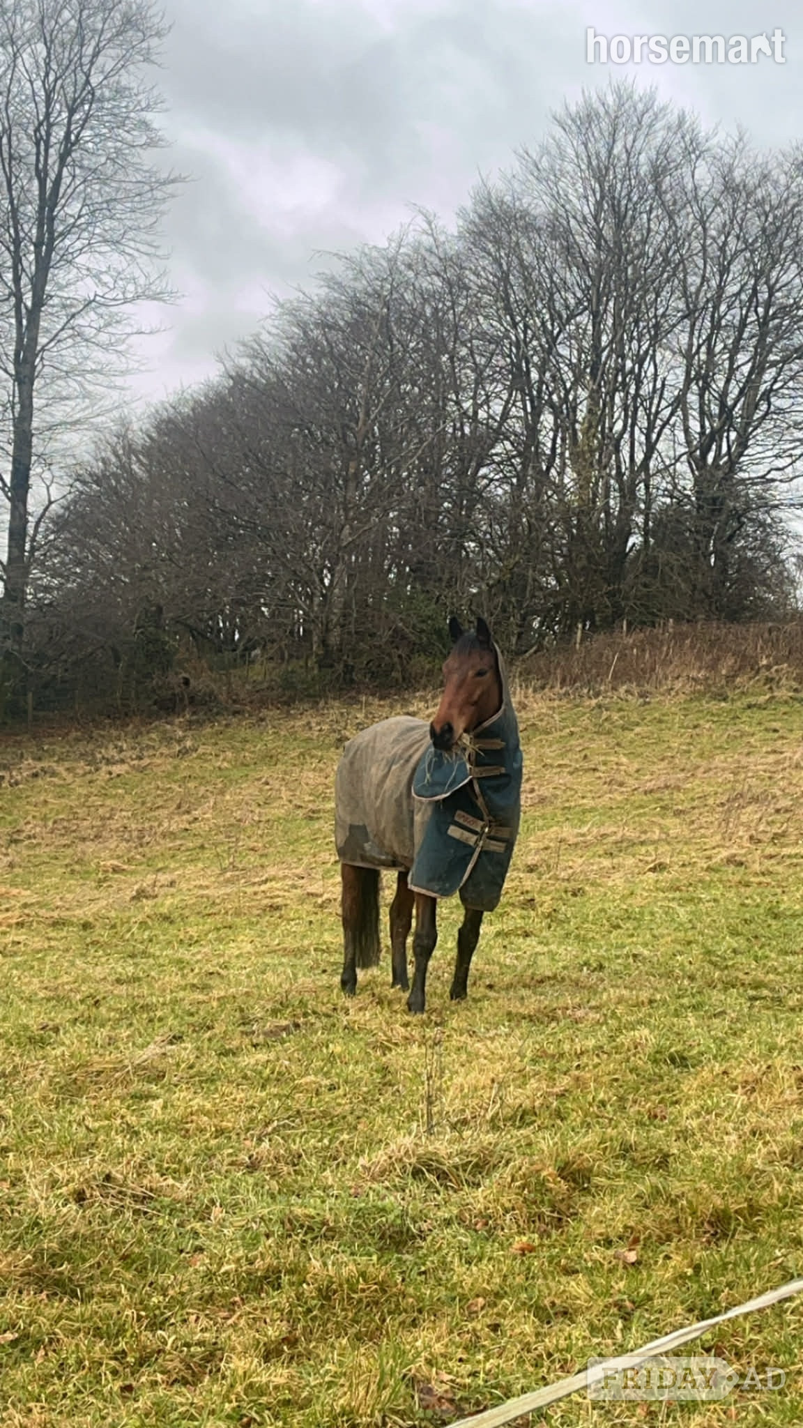 Lampeter "Sharpley flight " Bay Mare All Rounder