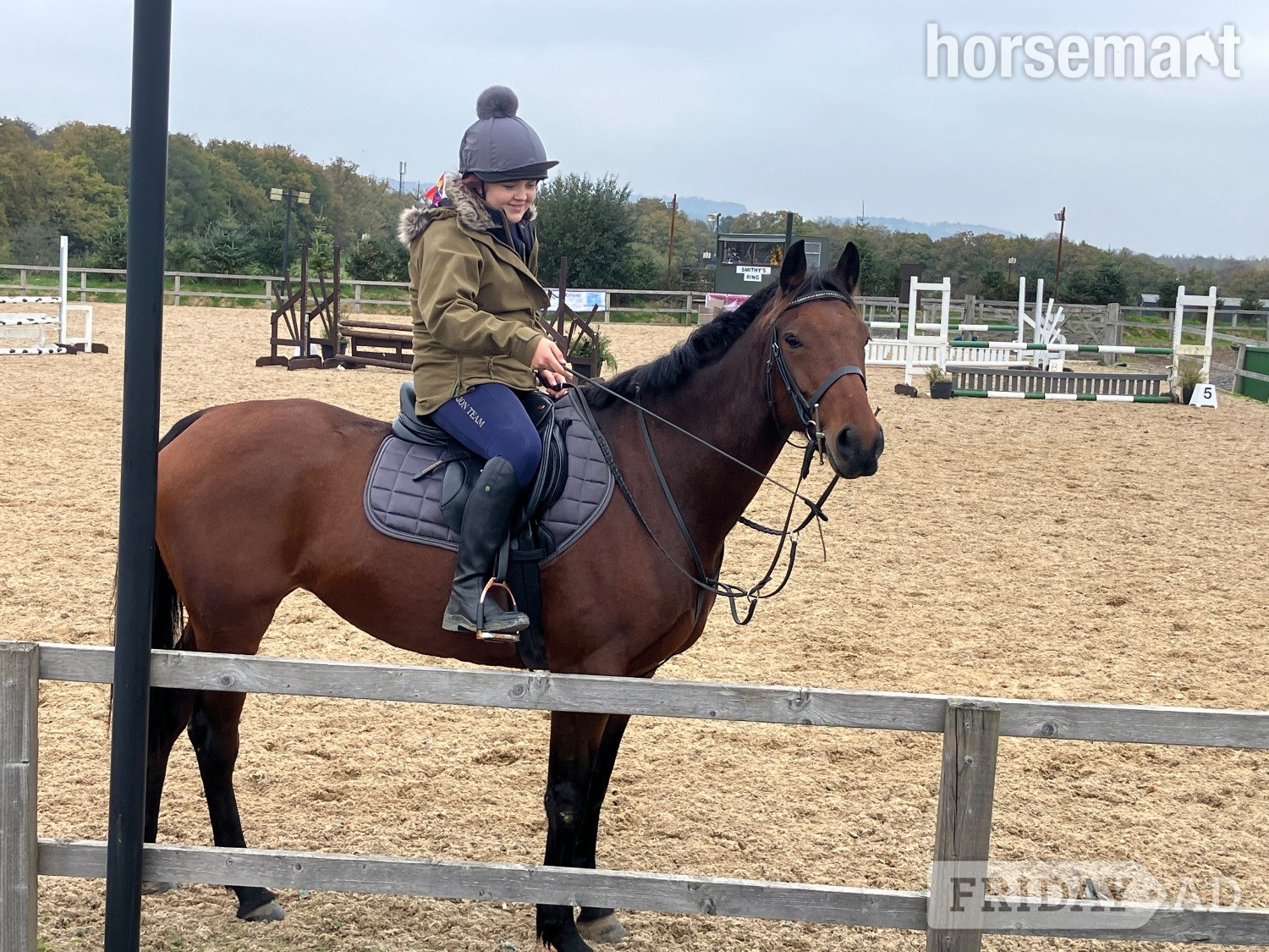 "Sharpley flight " Bay Mare All Rounder
