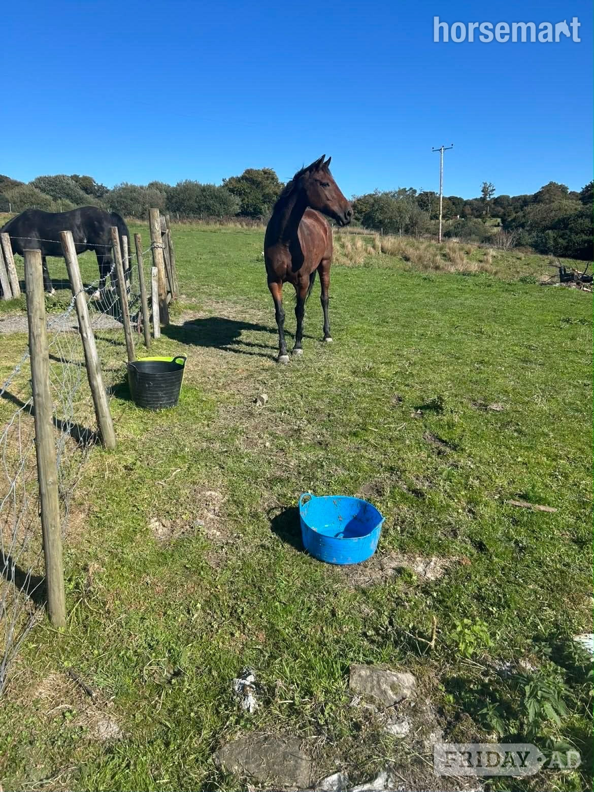 "Sharpley flight " Bay Mare All Rounder - Horses