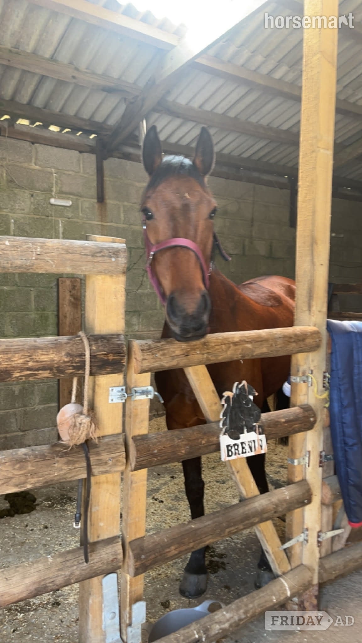"Sharpley flight " Bay Mare All Rounder - Horses in Lampeter
