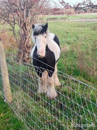 FOR SHARE: Fun &amp; Capable 12.3hh Pony (2–3 Days a Week)