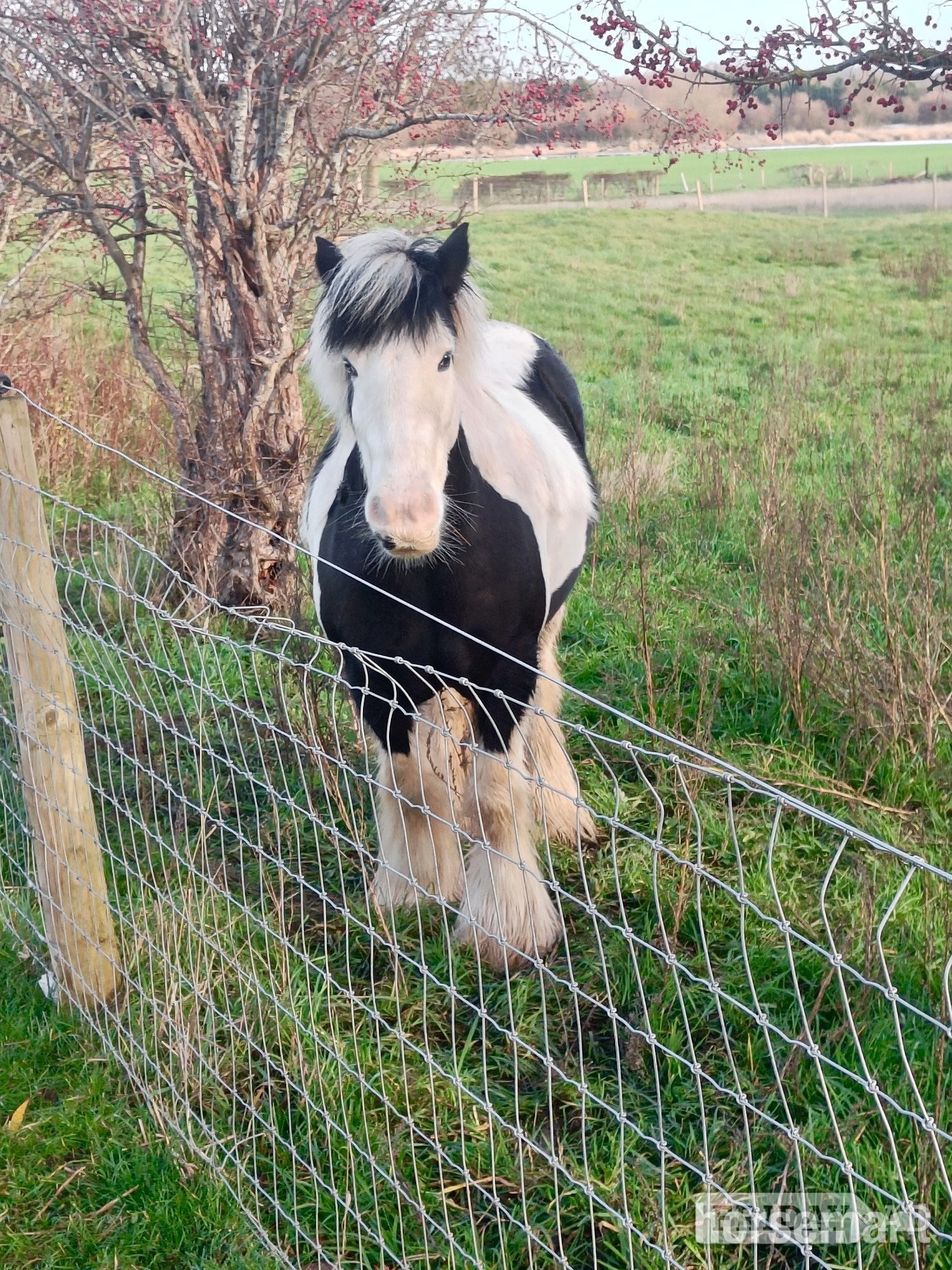 FOR SHARE: Fun &amp; Capable 12.3hh Pony (2–3 Days a Week) in Little Addington