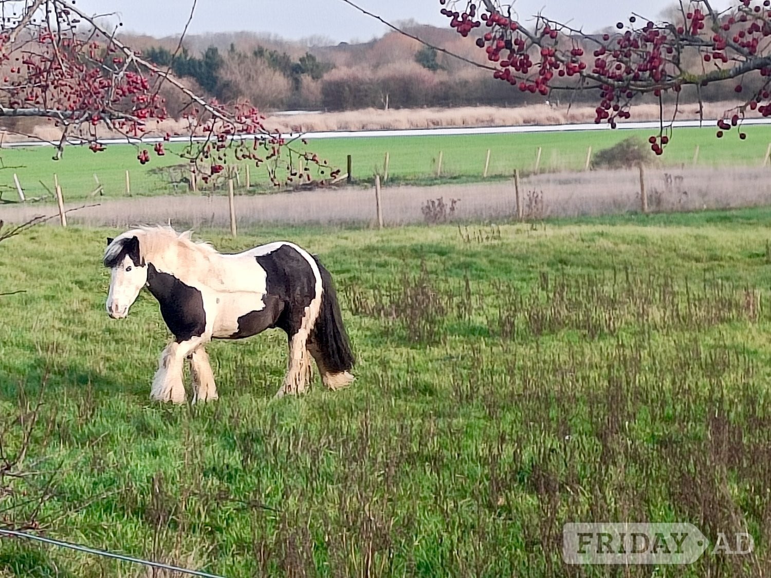 FOR SHARE: Fun &amp; Capable 12.3hh Pony (2–3 Days a Week)