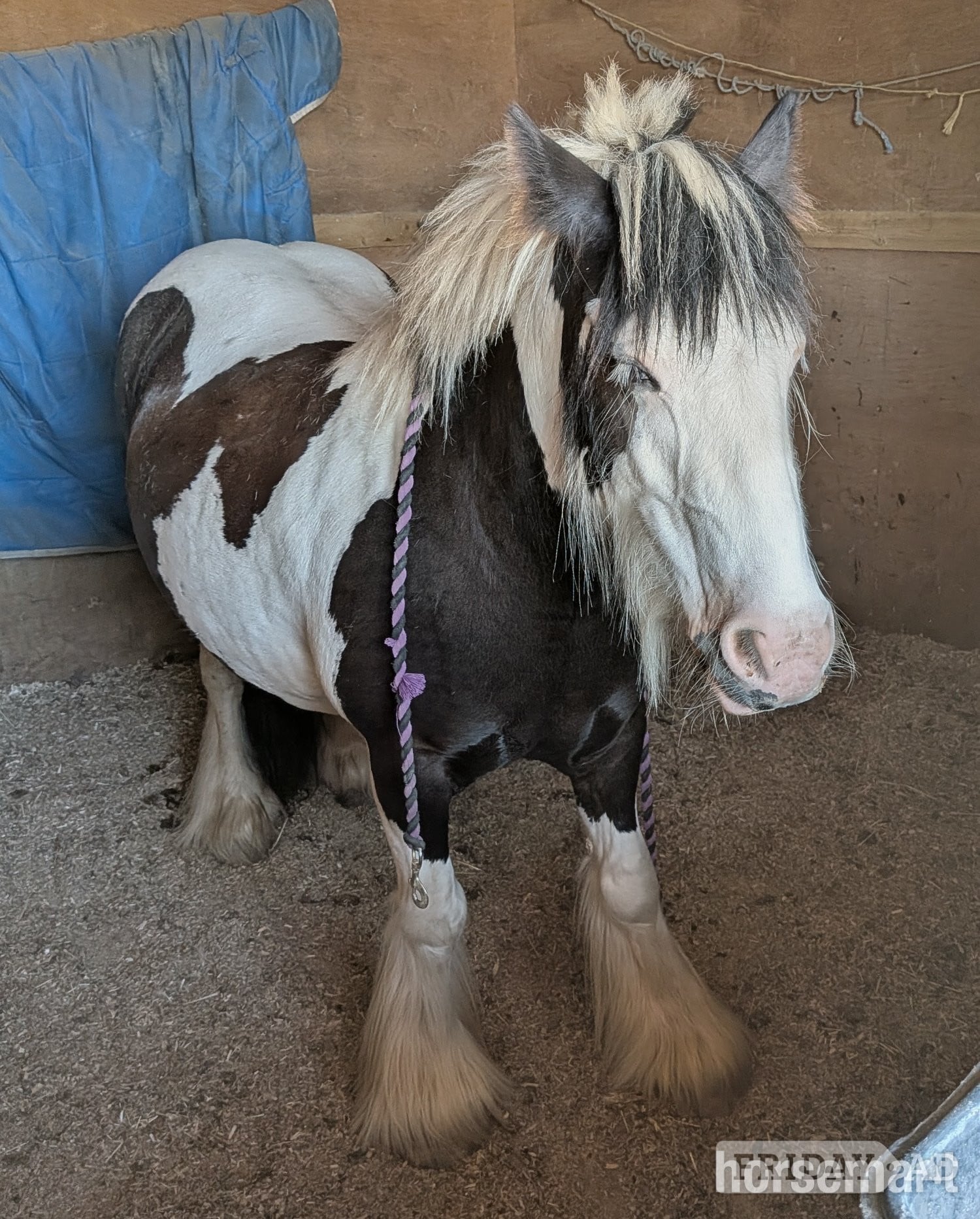Little Addington FOR SHARE: Fun &amp; Capable 12.3hh Pony (2–3 Days a Week)