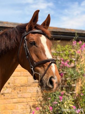 "WAKANDA" Chestnut Mare All Rounder