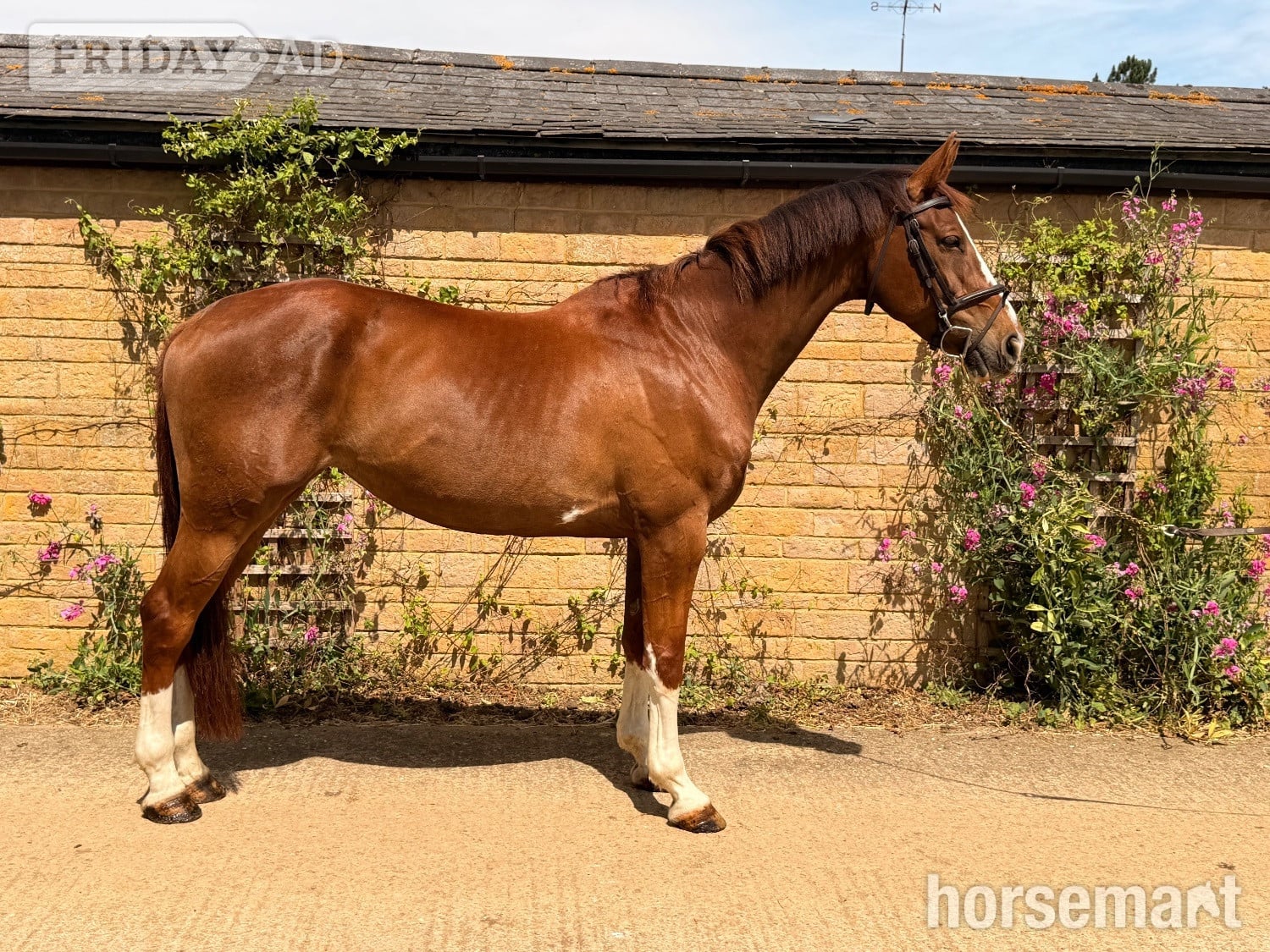 "WAKANDA" Chestnut Mare All Rounder