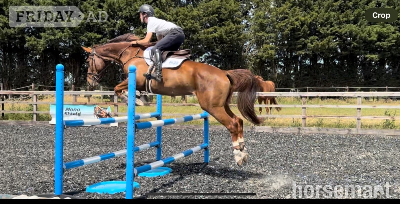 Towcester "WAKANDA" Chestnut Mare All Rounder