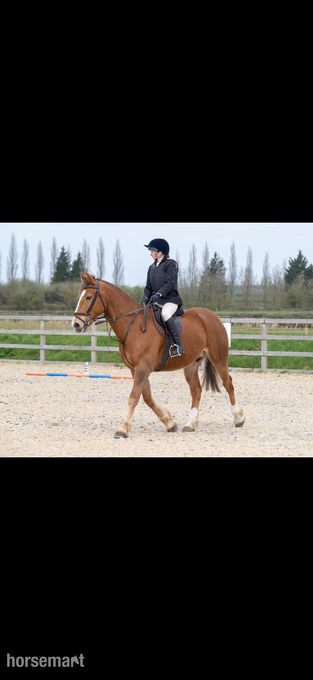 "Lambros" Chestnut Gelding All Rounder