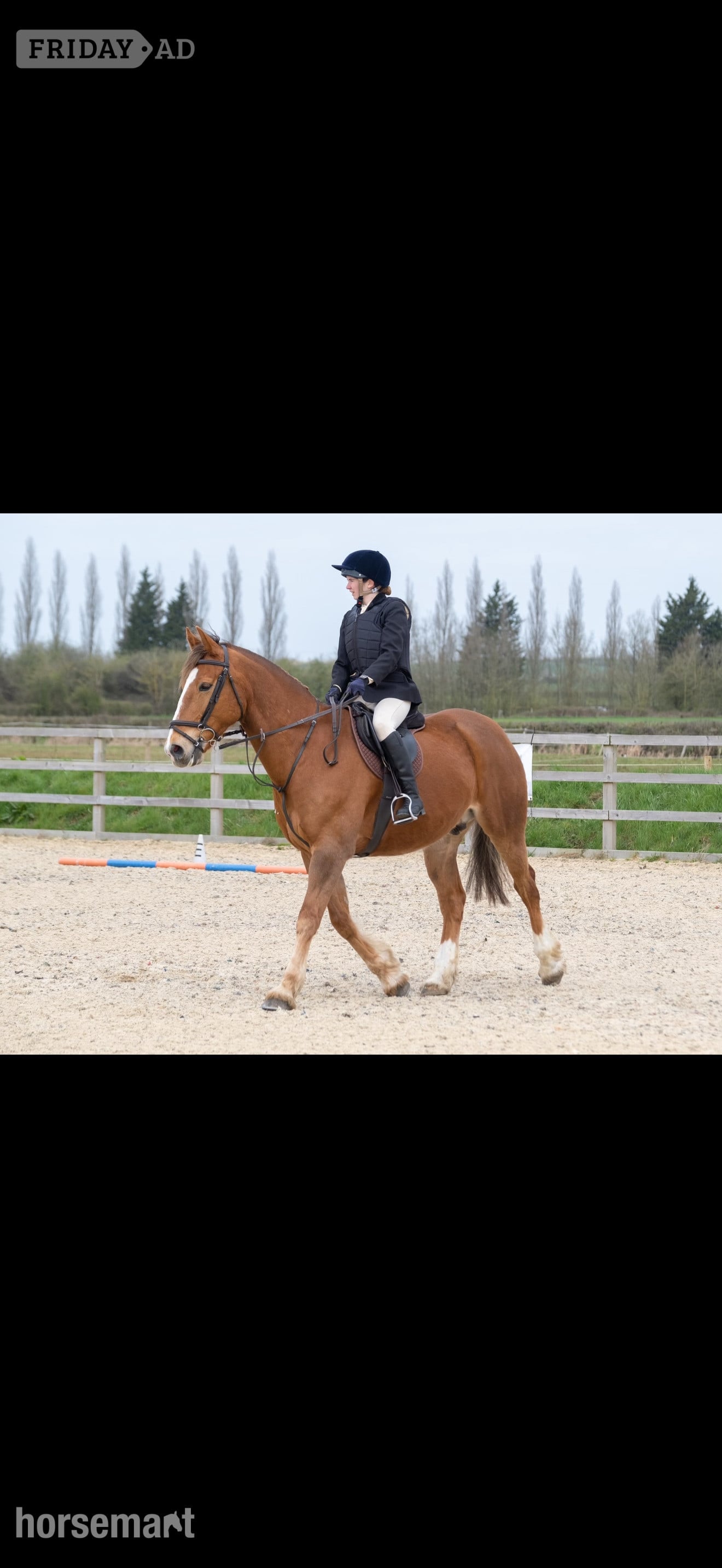 "Lambros" Chestnut Gelding All Rounder in Corsham