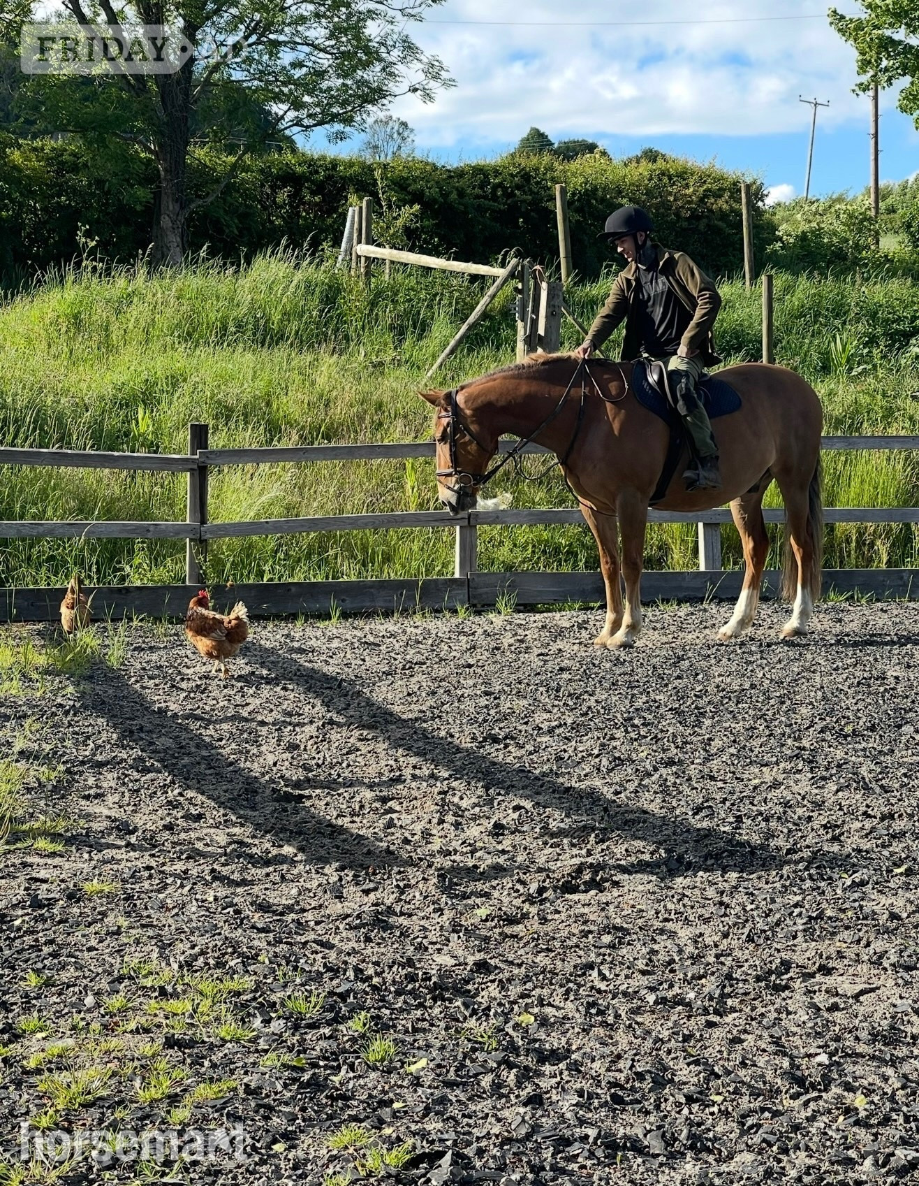 Corsham "Lambros" Chestnut Gelding All Rounder