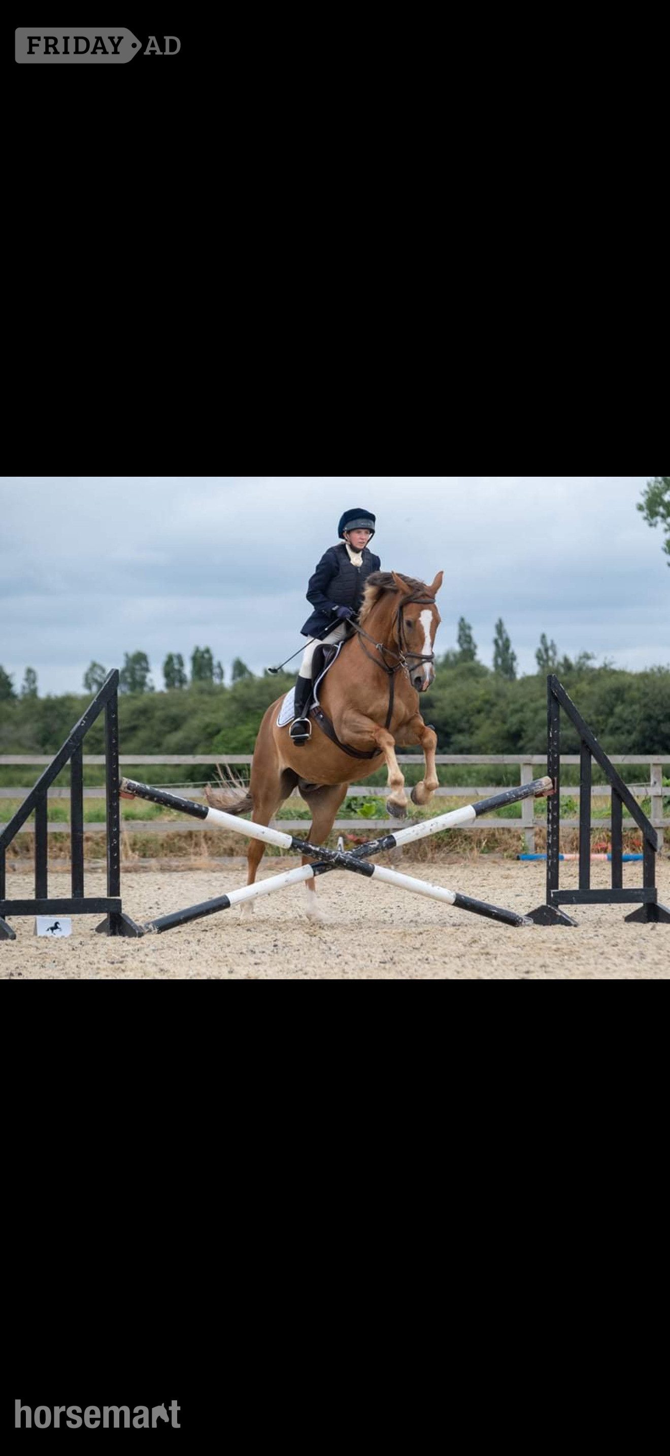 "Lambros" Chestnut Gelding All Rounder - Horses in Corsham