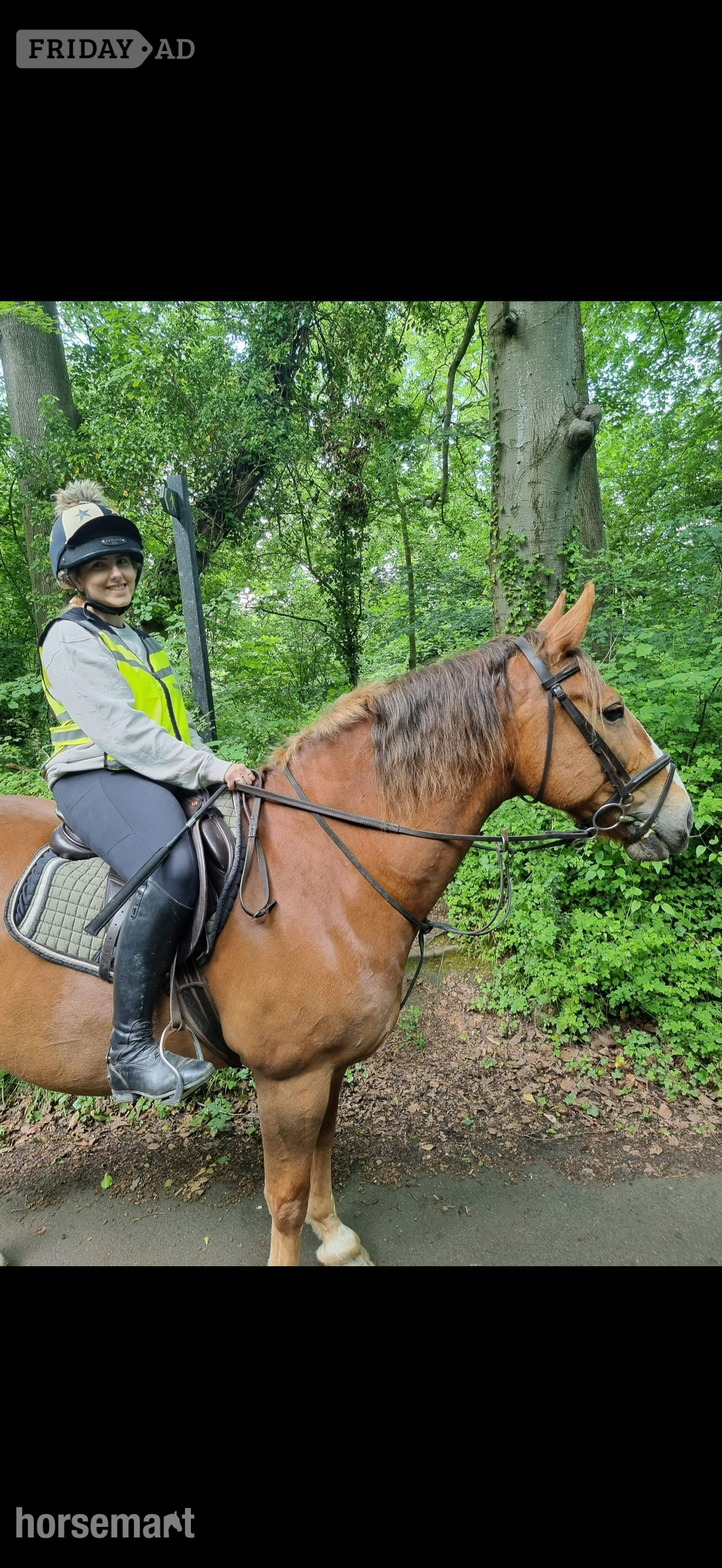 "Lambros" Chestnut Gelding All Rounder - Horses