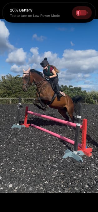 "Shildons so scandalous (Dottie)" Bay Mare All Rounder