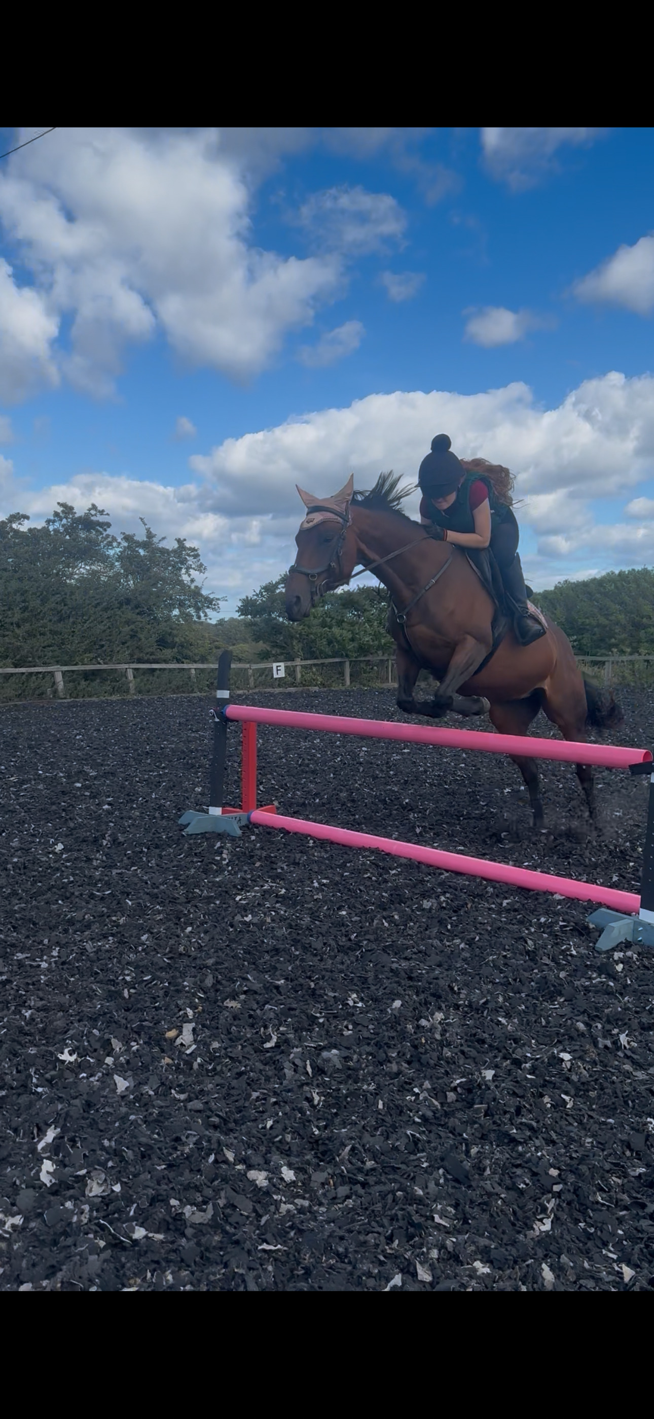 "Shildons so scandalous (Dottie)" Bay Mare All Rounder