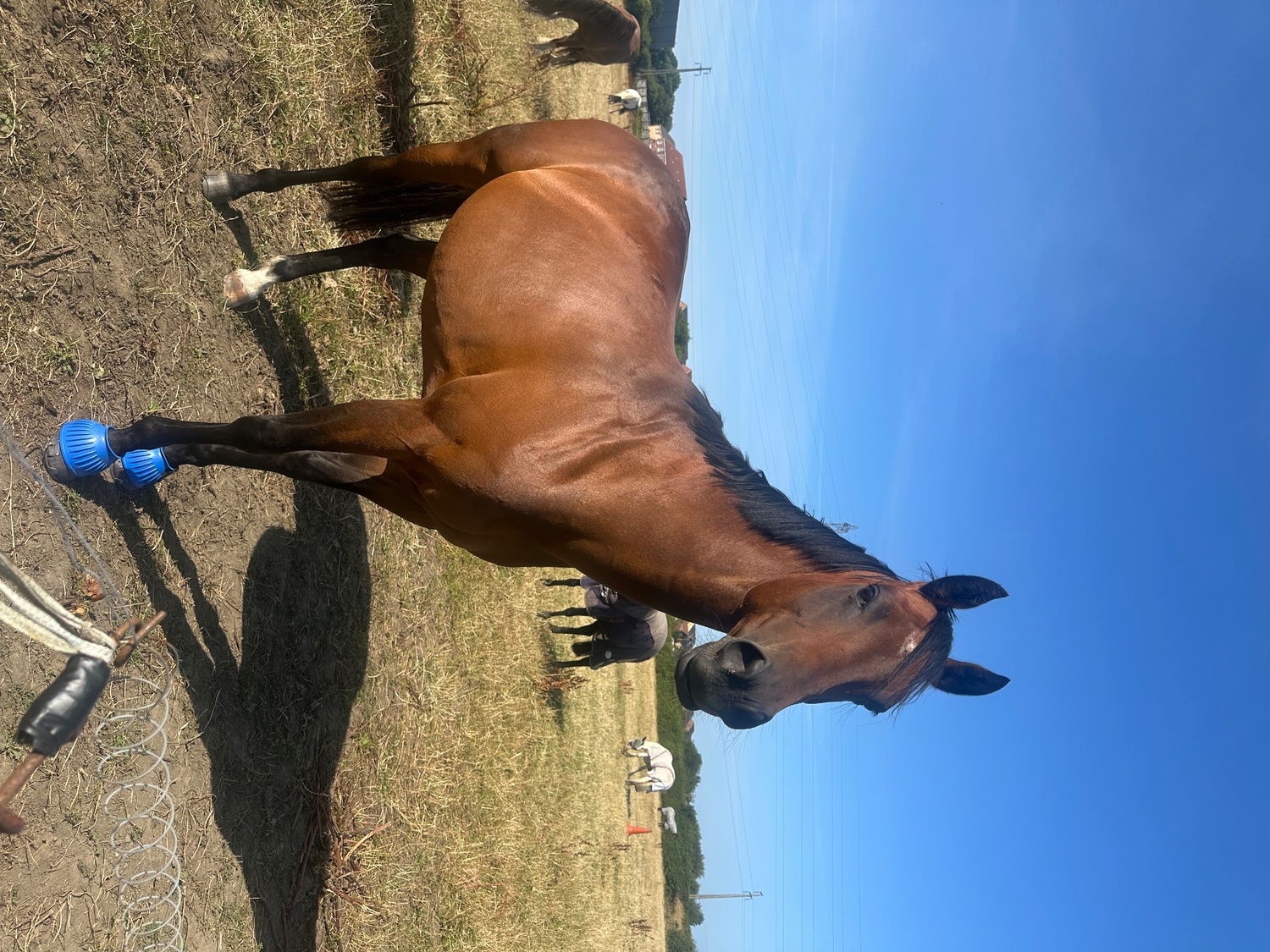 Newcastle u-Tyne "Shildons so scandalous (Dottie)" Bay Mare All Rounder