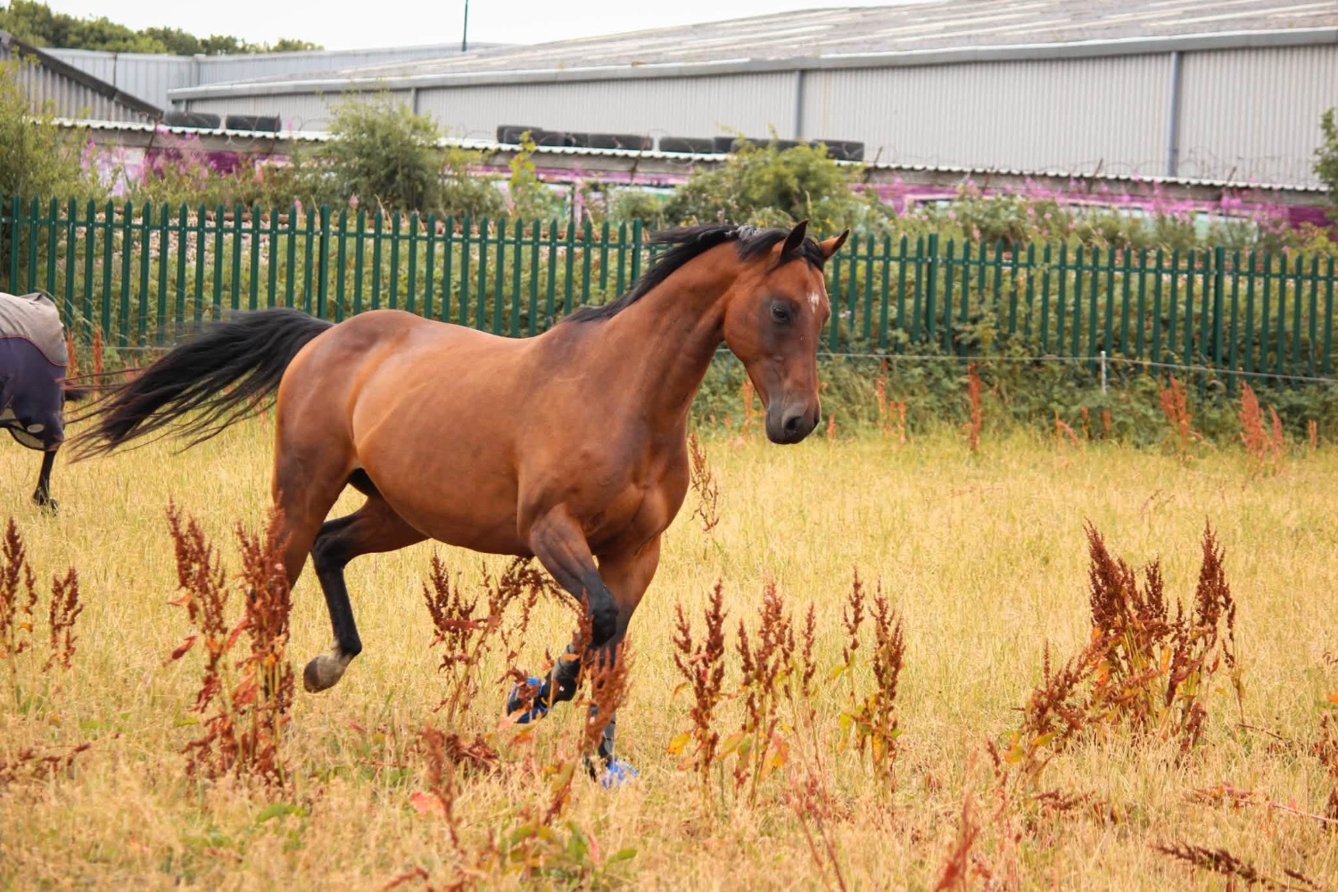 "Shildons so scandalous (Dottie)" Bay Mare All Rounder - Horses in Newcastle u-Tyne