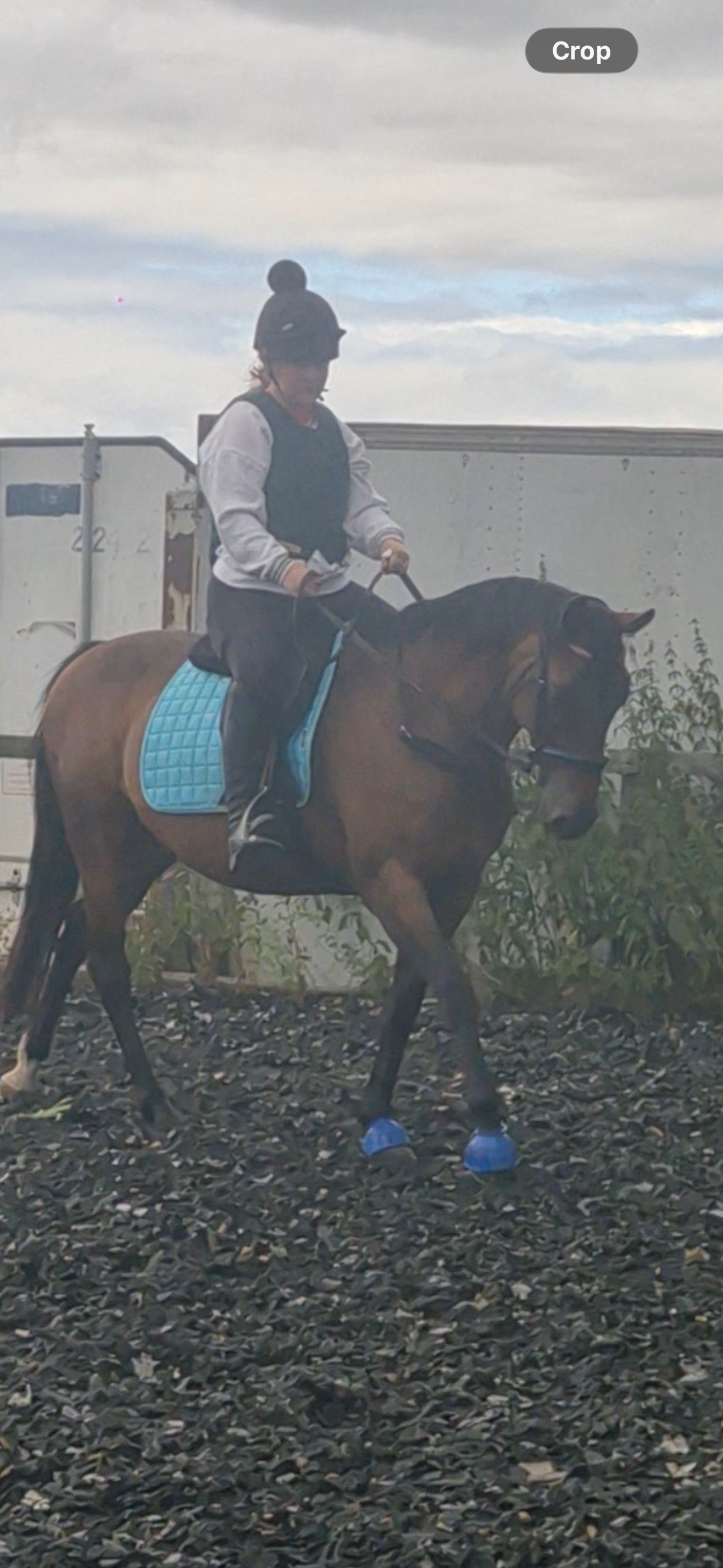 "Shildons so scandalous (Dottie)" Bay Mare All Rounder - Horses