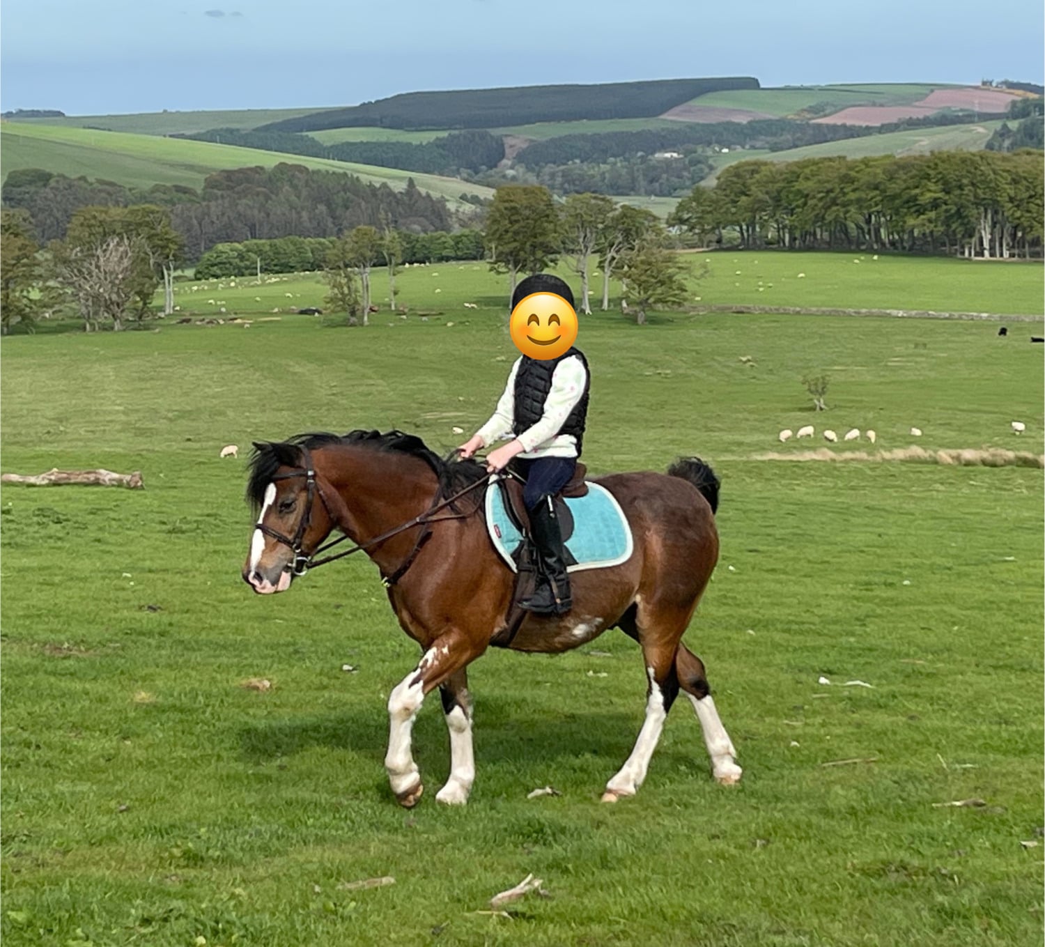Duns "Soldanella Firestorm (Crosby)" Bay Gelding Lead Rein/First Ridden Pony