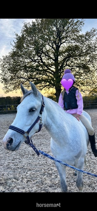 "Loki" Grey Gelding Project Horse