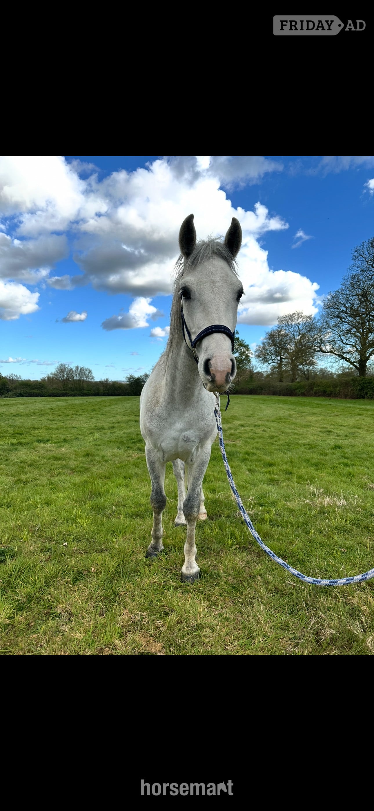 "Loki" Grey Gelding Project Horse