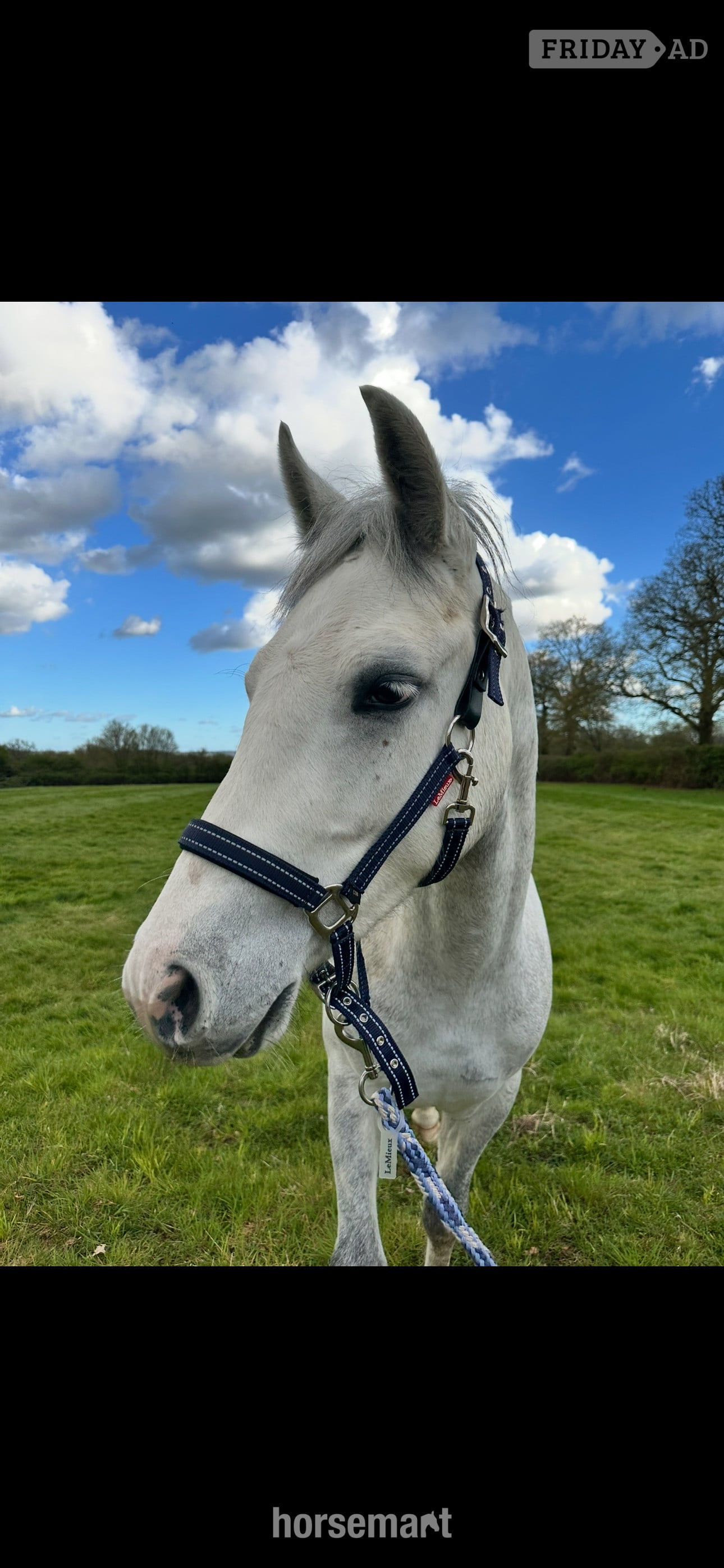 Horley "Loki" Grey Gelding Project Horse