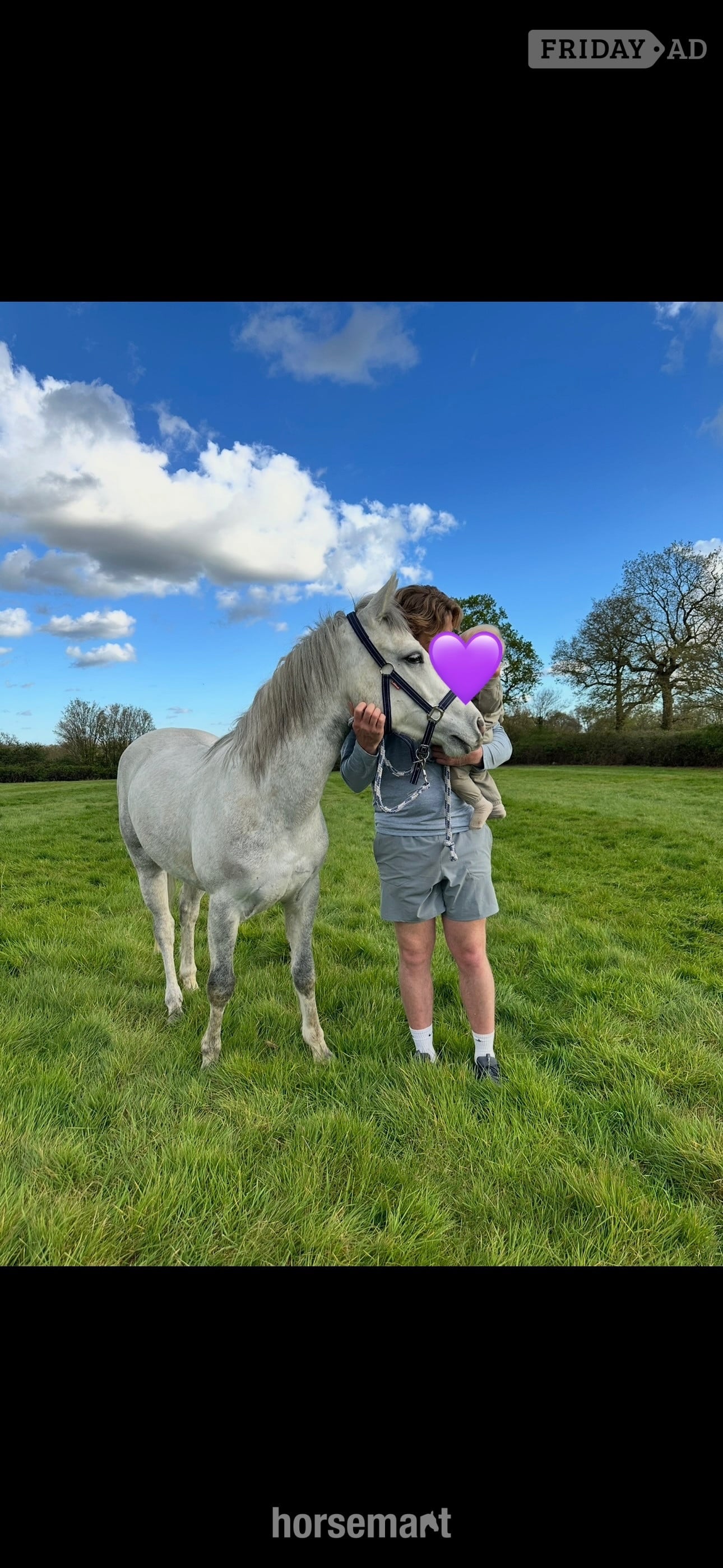 "Loki" Grey Gelding Project Horse - Horses in Horley