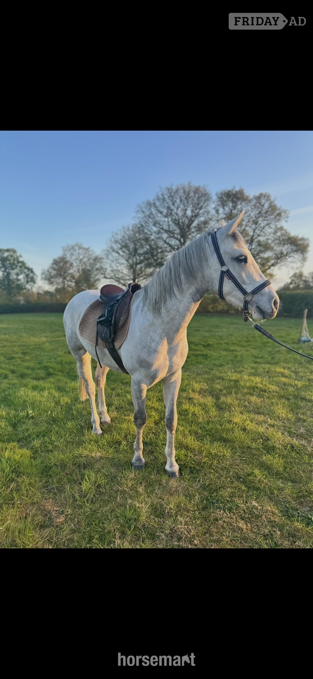 "Loki" Grey Gelding Project Horse - Horses