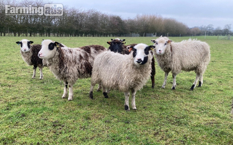 Shetland sheep wethers (castrated rams) for sale 