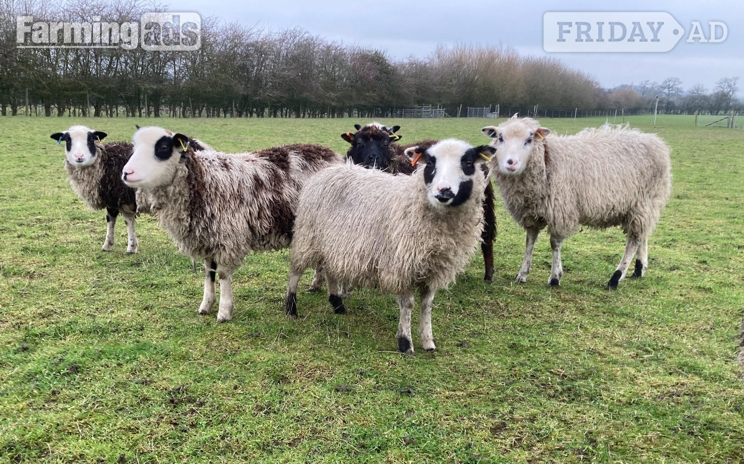 Shetland sheep wethers (castrated rams) for sale  in Leighton Buzzard