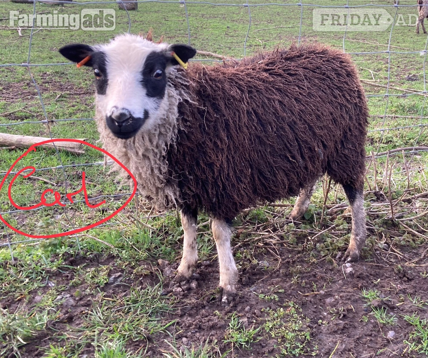 Shetland sheep wethers (castrated rams) for sale 