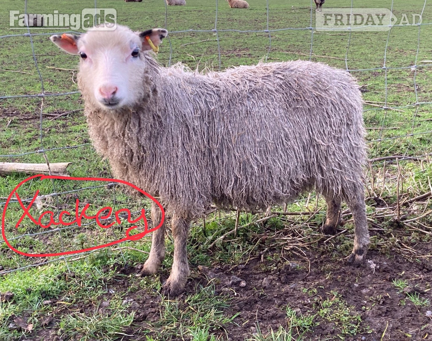Leighton Buzzard Shetland sheep wethers (castrated rams) for sale 