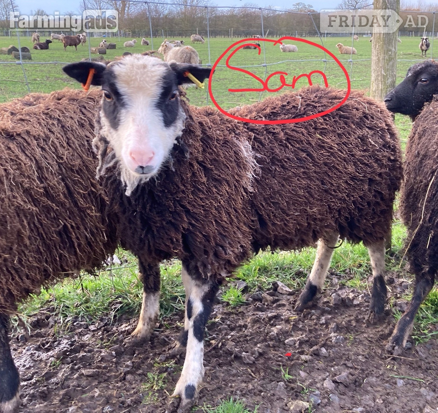 Shetland sheep wethers (castrated rams) for sale  - Livestock in Leighton Buzzard