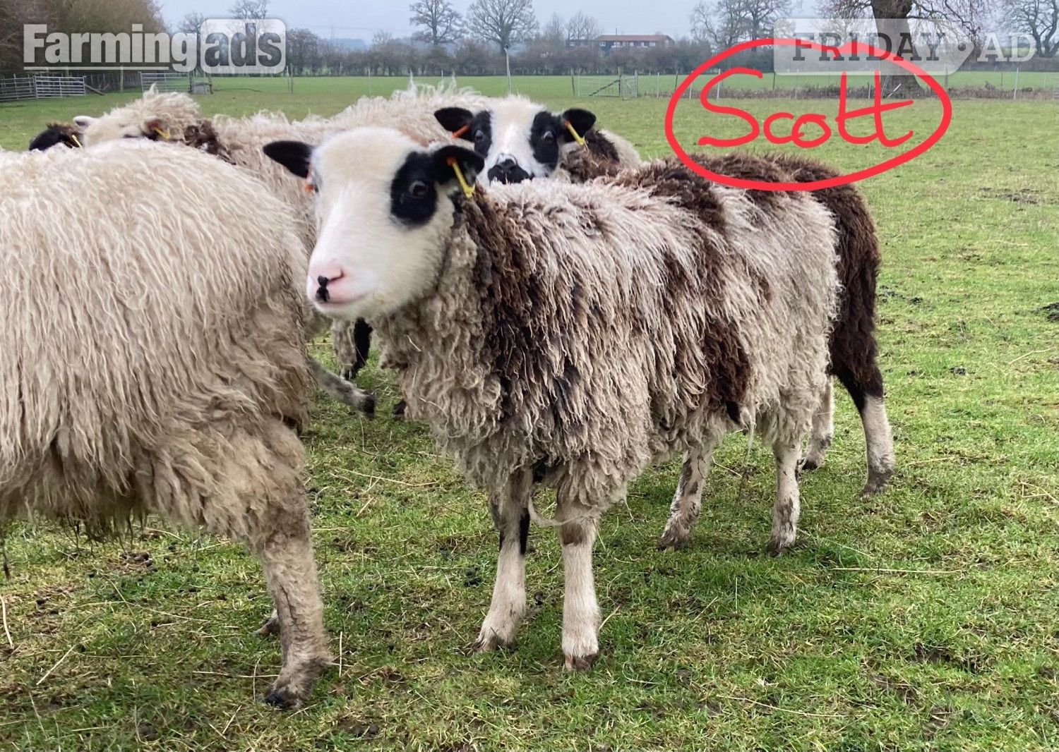Shetland sheep wethers (castrated rams) for sale  - Livestock