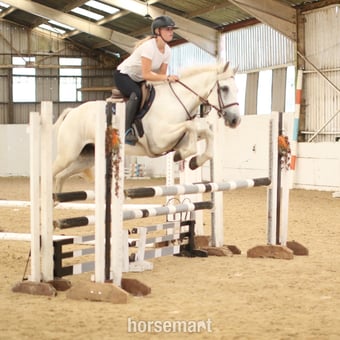 "Dante" Grey Gelding All Rounder