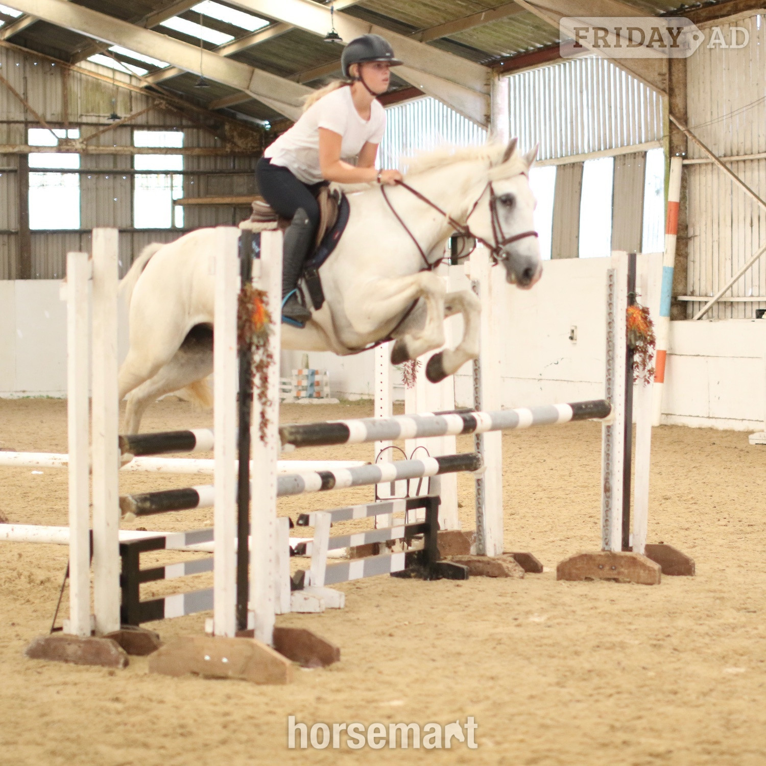 "Dante" Grey Gelding All Rounder in Staplehurst
