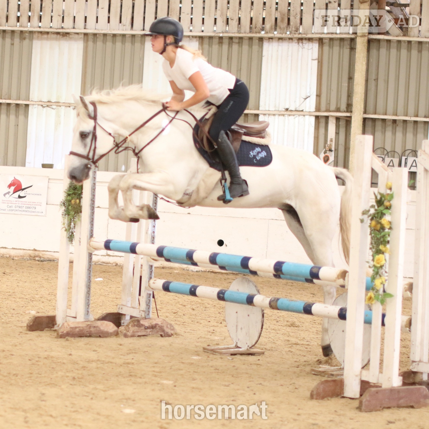 "Dante" Grey Gelding All Rounder