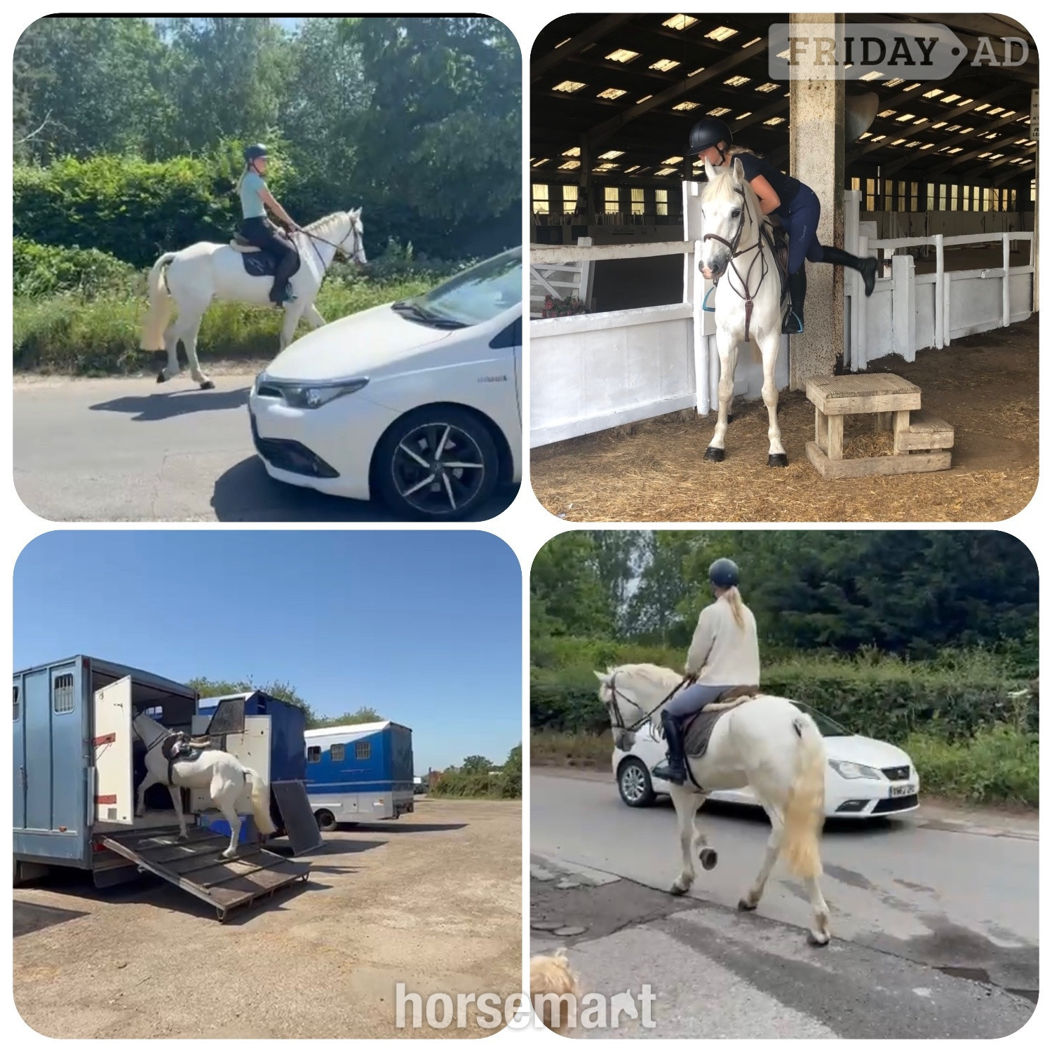 "Dante" Grey Gelding All Rounder - Horses in Staplehurst