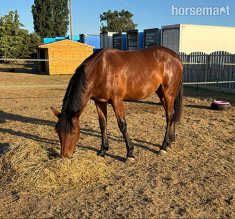 "Fia" Bay Filly Youngstock / Foal