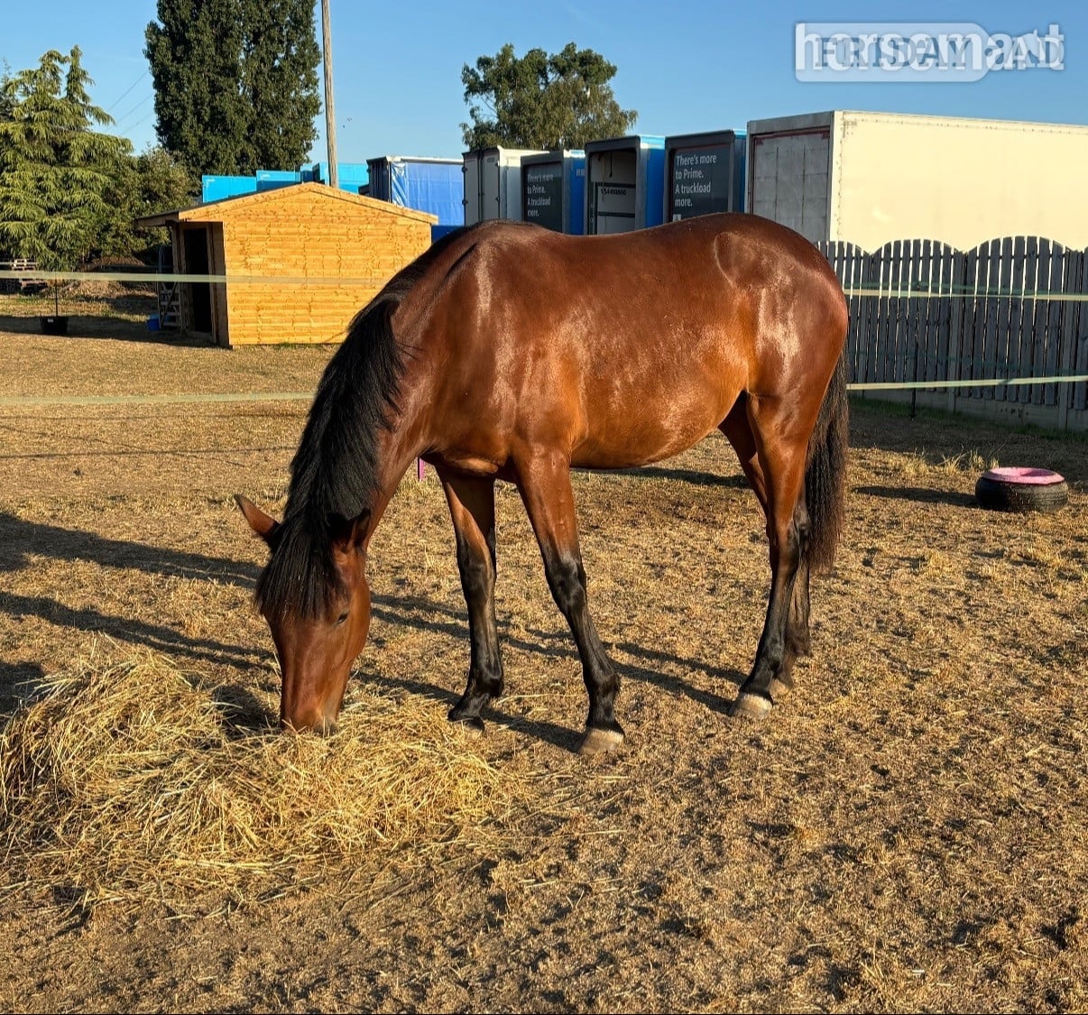 "Fia" Bay Filly Youngstock / Foal in Upwell