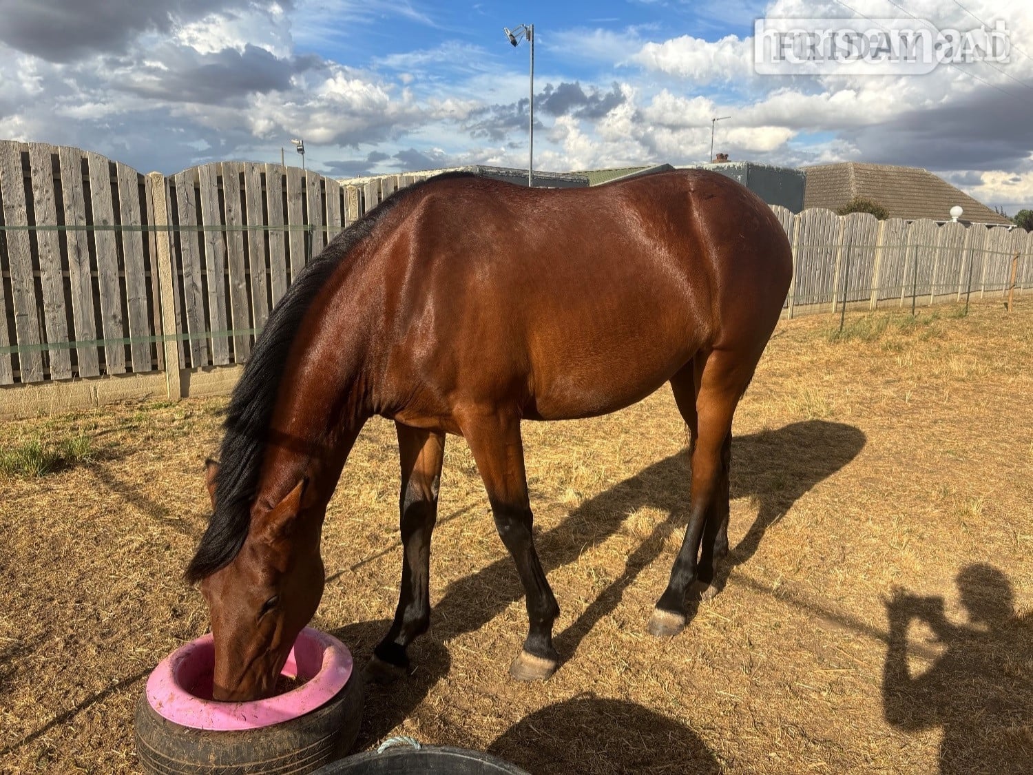 "Fia" Bay Filly Youngstock / Foal
