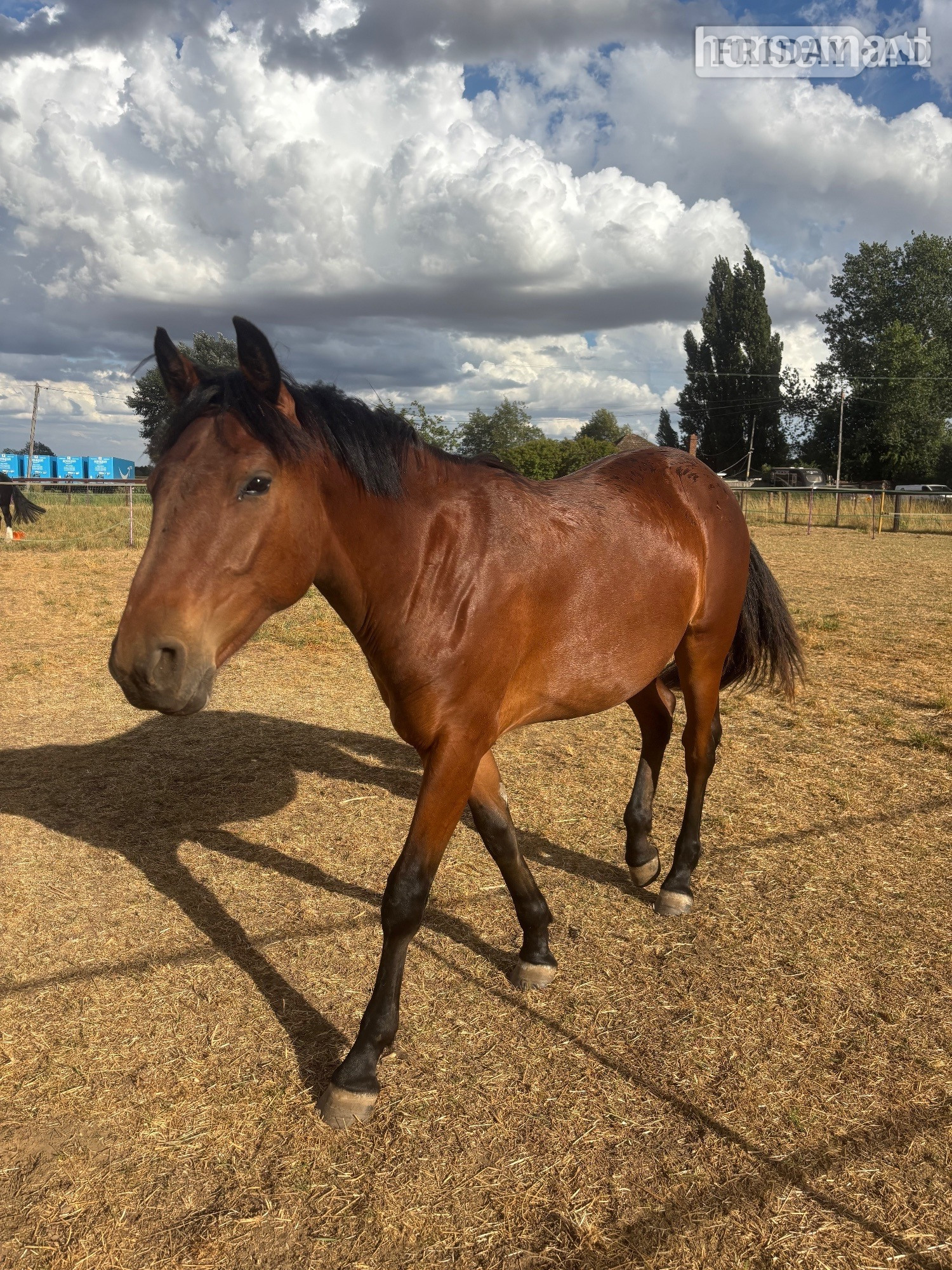Upwell "Fia" Bay Filly Youngstock / Foal
