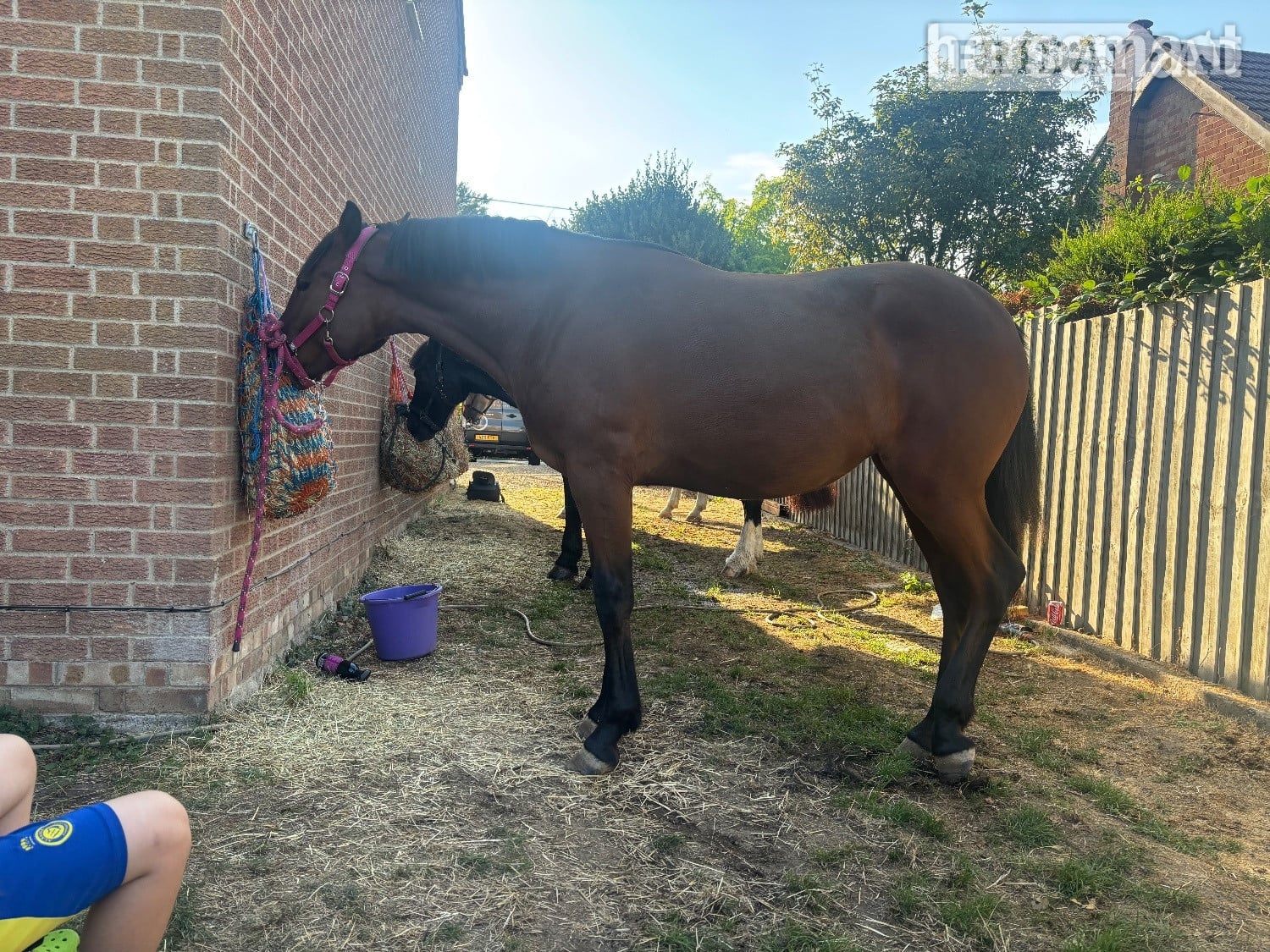 "Fia" Bay Filly Youngstock / Foal - Horses in Upwell