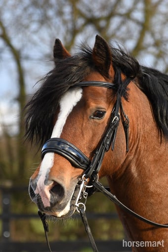 "Chip " Bay Gelding All Rounder
