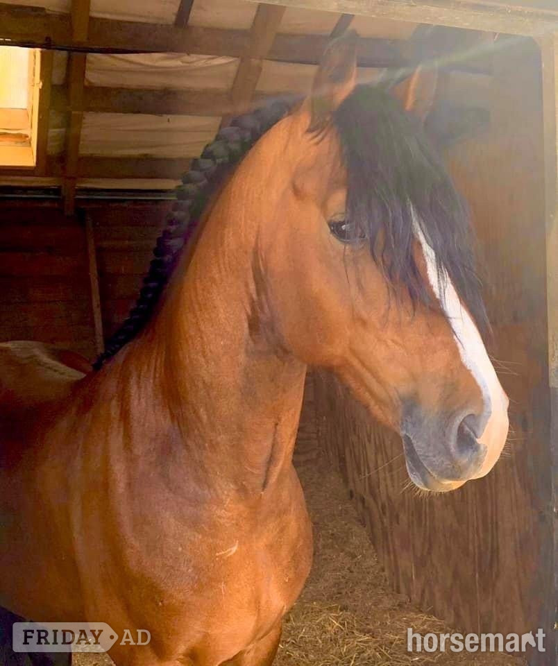 Finchingfield "Chip " Bay Gelding All Rounder