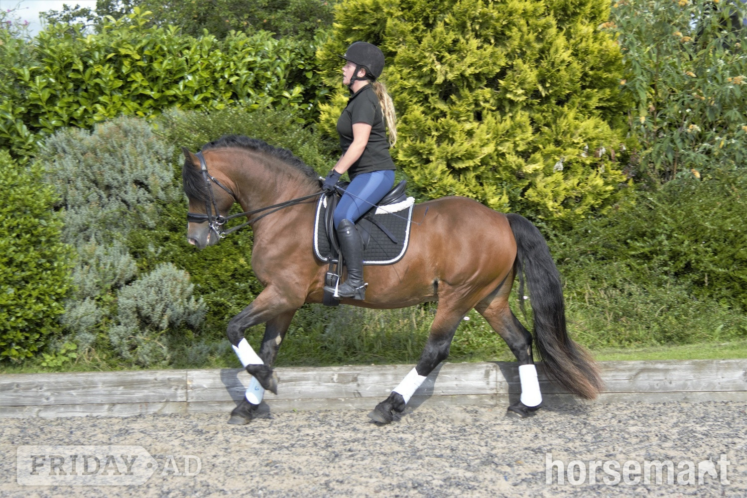 "Chip " Bay Gelding All Rounder - Horses