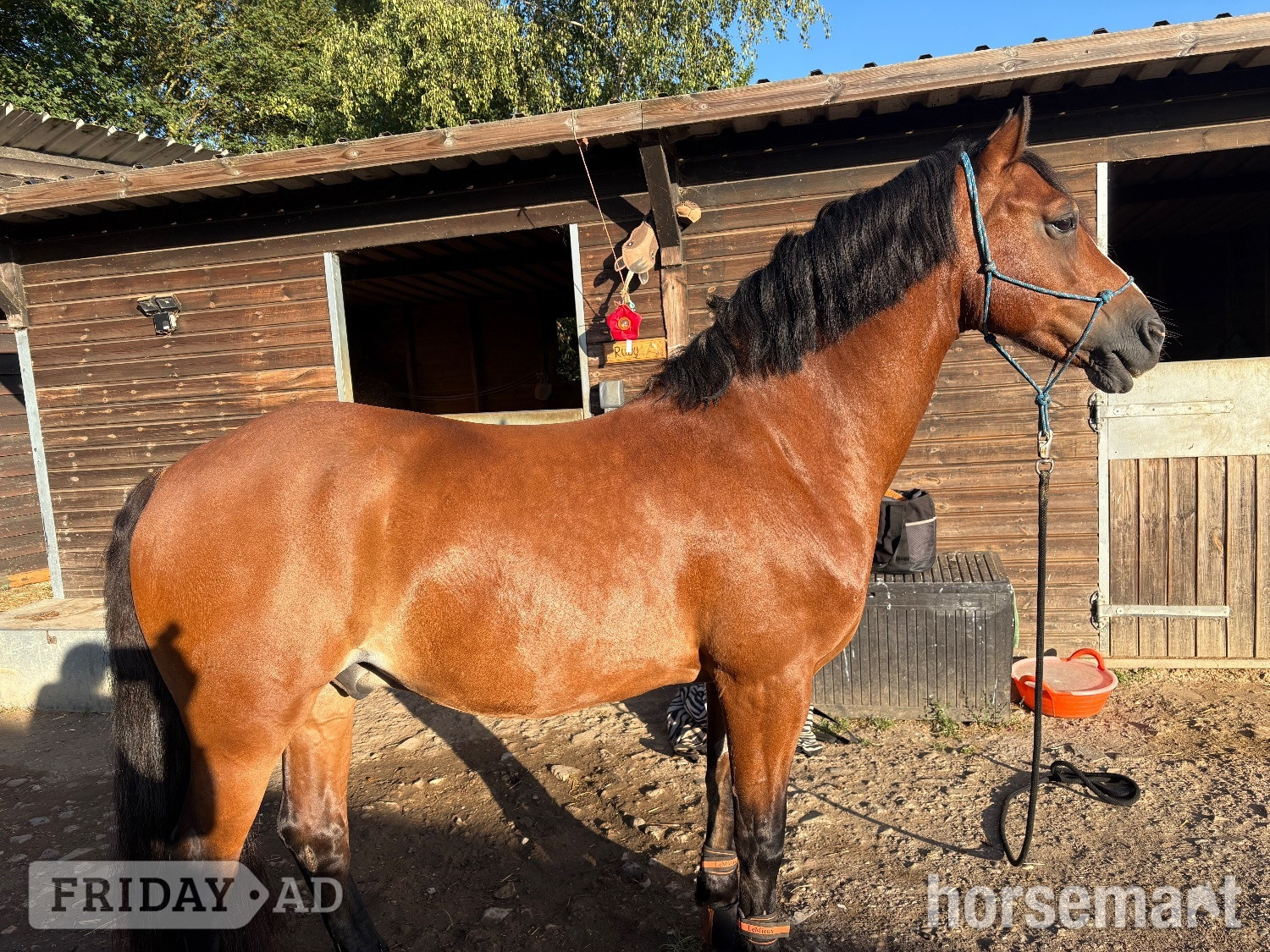 "Chip " Bay Gelding All Rounder