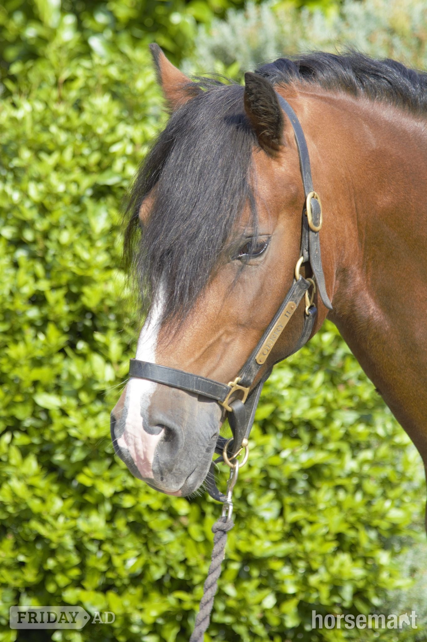 "Chip " Bay Gelding All Rounder - Horses in Finchingfield