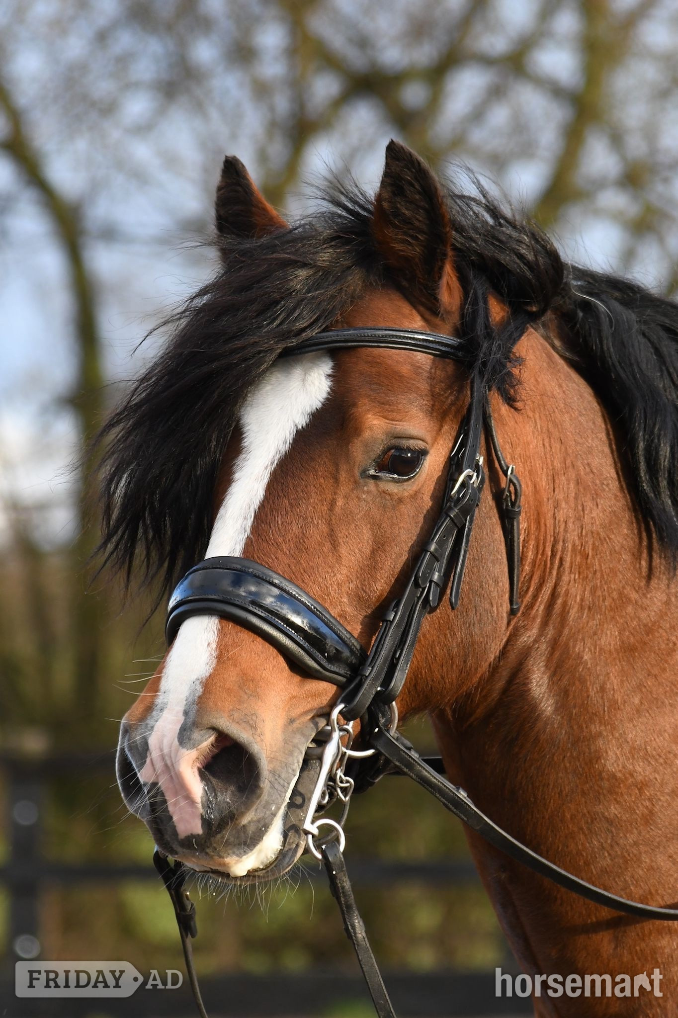"Chip " Bay Gelding All Rounder in Finchingfield