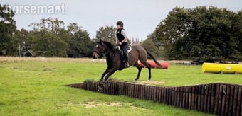 10 year old 16hand TB mare 