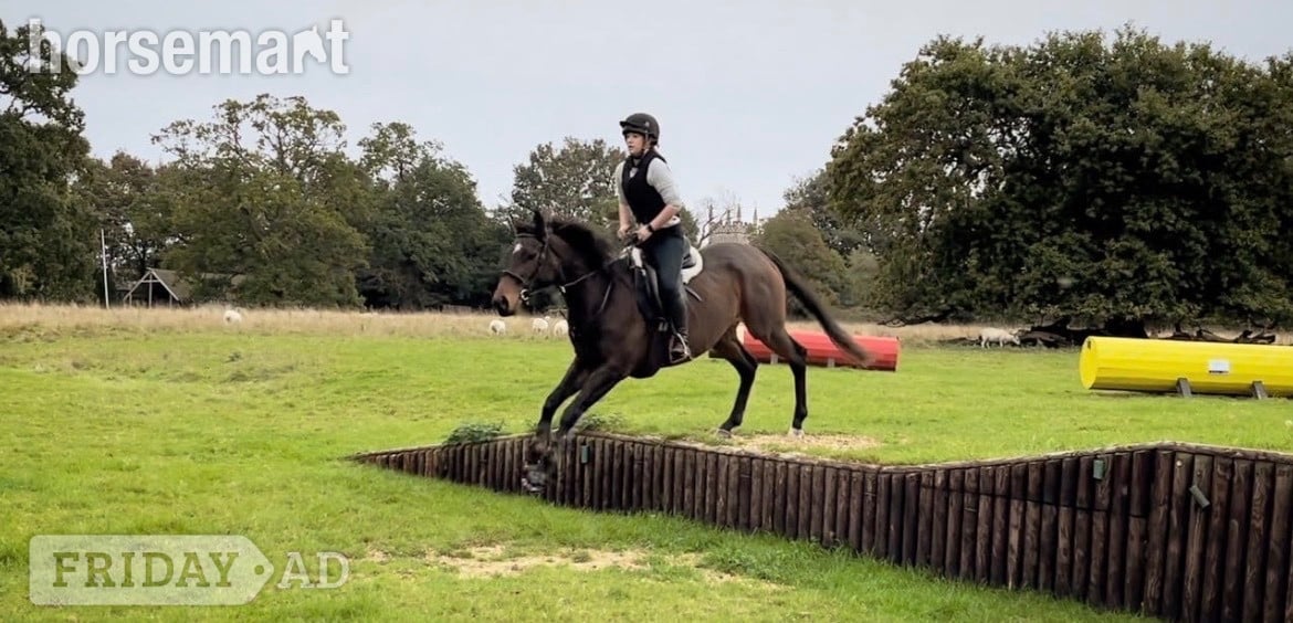 10 year old 16hand TB mare  in Sudbury